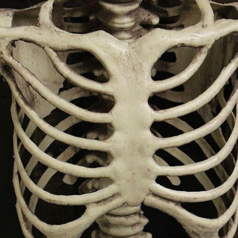 Realistic Full Body Human Bone Halloweens Props Flexible Joints Portable Plastic Indoor Outdoors Decoration