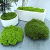 Yousheng 100/150/200/500/1000G Artificial Green Moss DIY Crafts Fairy Gardens Table Centerpieces Fish Tank Microlandscape Decorative Fake Moss