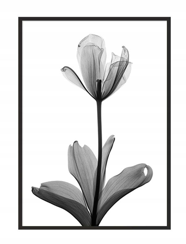 Picture poster In a frame 53x73 cm Flower P1041