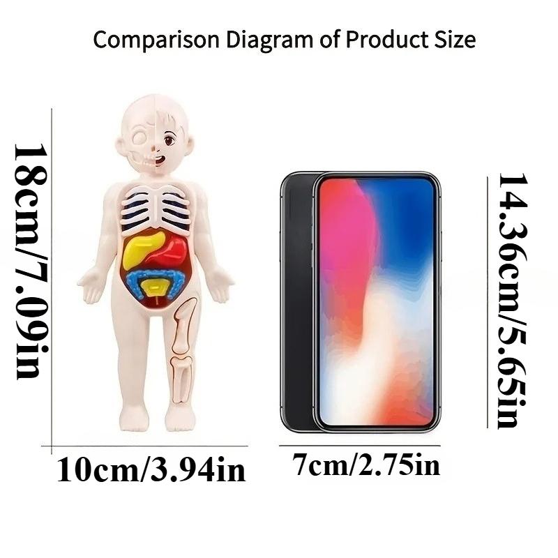 Human Anatomy Body Model Science Kits for Kids Realistic Human Body STEM Learning Educational Toys Birthday Gift for Boys Girls
