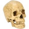Skull Replica Movable Jaw That Moves Skeleton Skeletal Specimen Skeleton Model Human Body Model Precision Model Precision Model Teaching Materials for