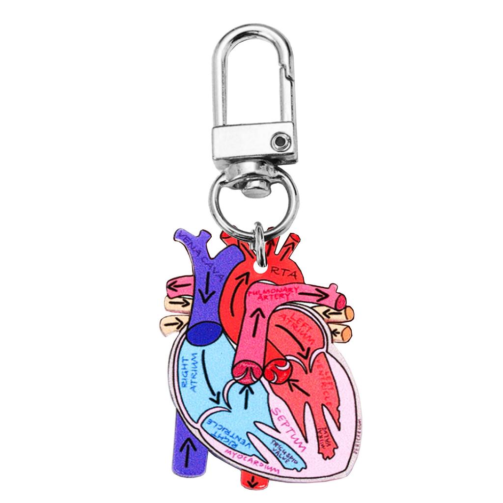 Human Heart Diagram Keychain Detailed Heart Keychain Accessory for Teaching Anatomy To Adults and Children