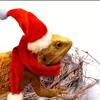 2pcs/set Lizard Christmas Hat And Scarf For Lizard Snake Dragon Small Animal Costume,