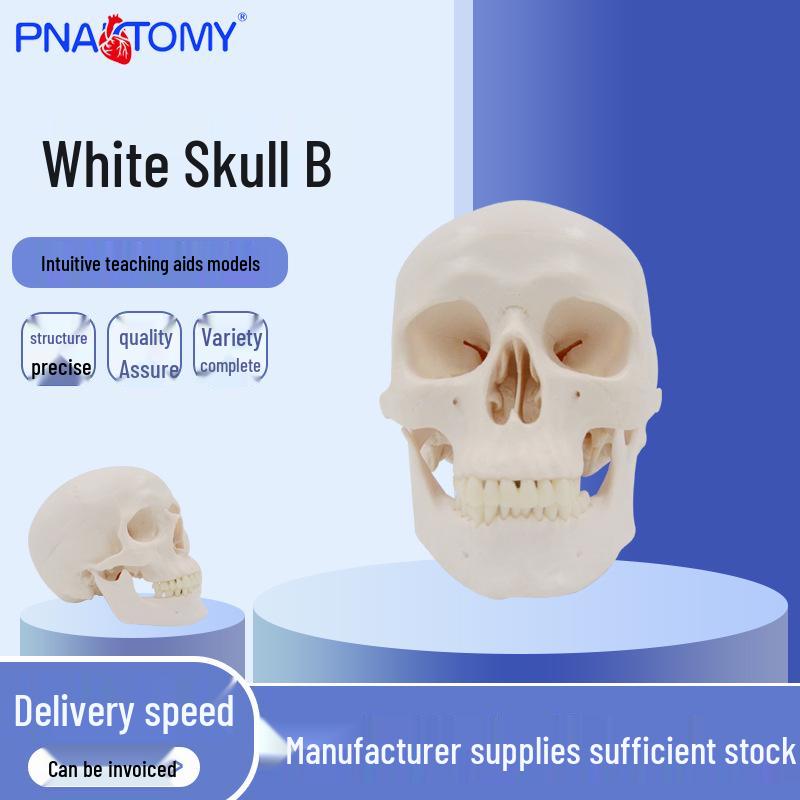White-Headed Skull B Resin Craft 1:1 Model Sculpture Ornament