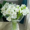 Narcissus Lily Fresh Six-Petal Flowers from Yunnan for Home Water Cultivation and Flower Arrangements