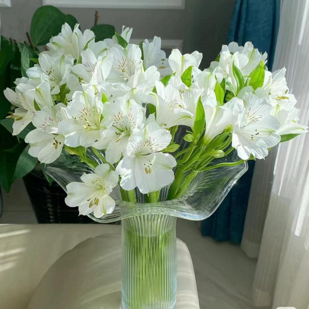 Narcissus Lily Fresh Six-Petal Flowers from Yunnan for Home Water Cultivation and Flower Arrangements
