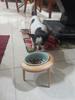 800ml Cat Dog Food Water Bowl - Elevated Wood Stand Feeder Ceramic Eating Drinking Pet Feeding Supplies for Small Medium Pets