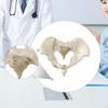 Human Female Pelvis Model Teaching Equipment Skeleton Flexible Hip Bone Pelvic for