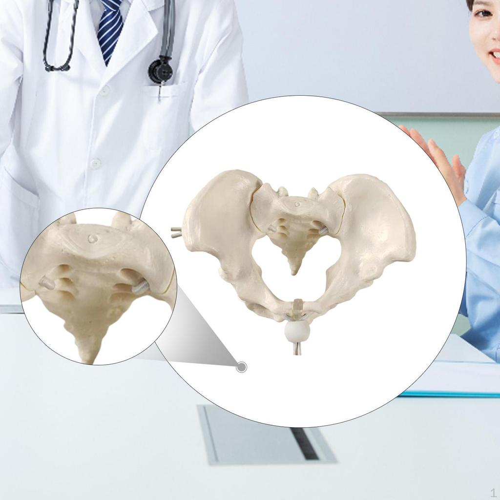 Human Female Pelvis Model Teaching Equipment Skeleton Flexible Hip Bone Pelvic for
