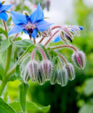 Borage Oil (Borago Oil) 100 ml.