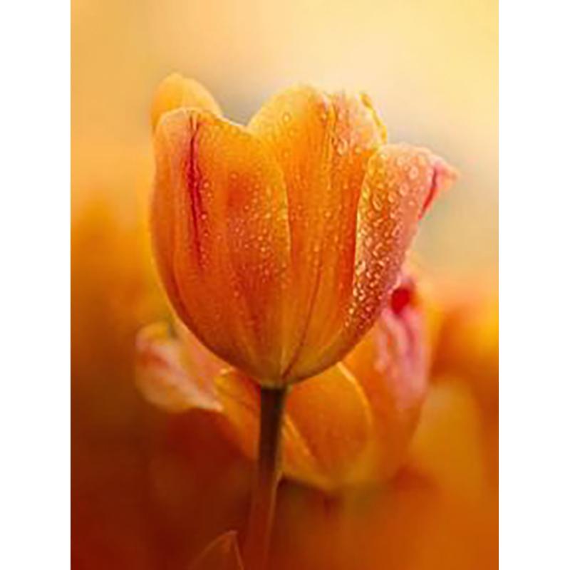 DIY 5D полный круглый дрель набор алмазов для рисования красивый цветок алмазная вышивка набор крестиков домашний декор подарок настенное искусство