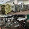 Customized Universal Nutrient Soil Mix for Household Plants