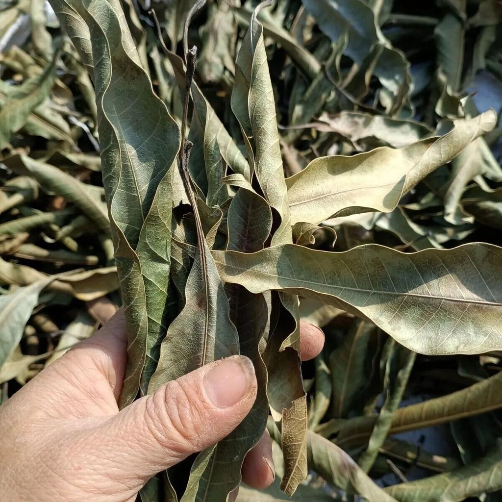 ORGANIC Dried Mango Leaves Quality Pure Leaf For Tea 500g