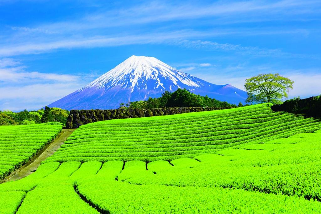 Чай Ochanomaruyuki Shizuoka Fukamushi Зеленый чай в пакетиках 5 г x 30 пакетиков