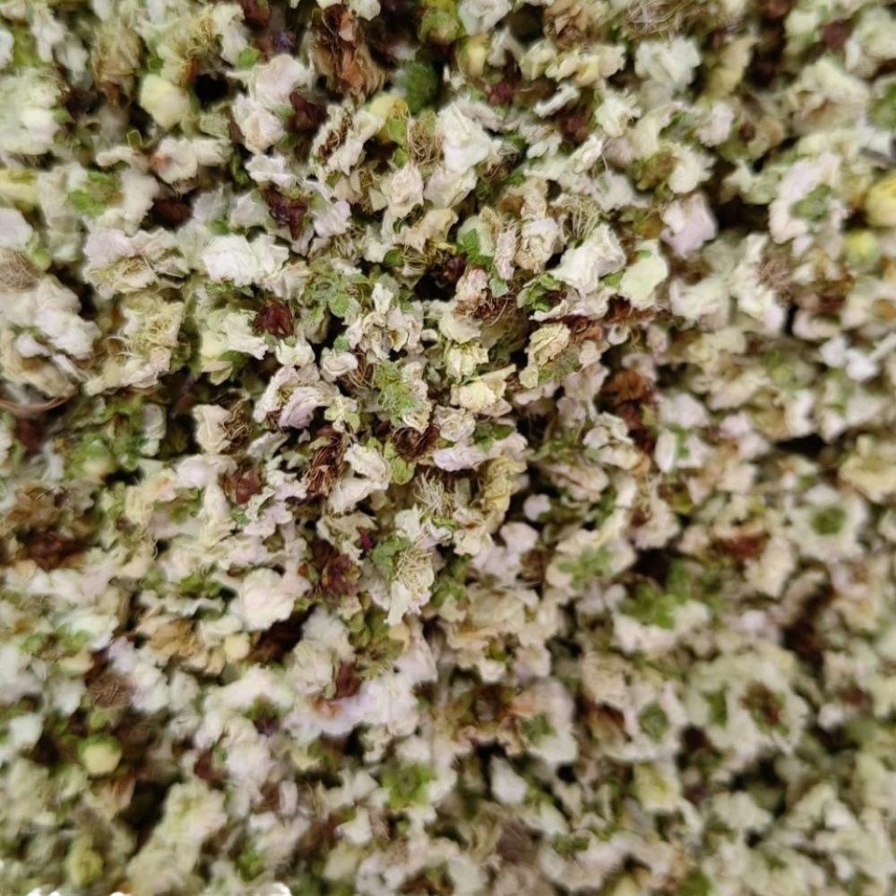 Green plum blossom, green sepals, Chinese herbal medicine wholesale of various specifications of commercial flower tea raw materials