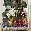 Jc Plush Potted Plant Decor Toy Sunflower Daisy Drop Stuffed Soft Comfortable Doll Home Decoration Trendy Toy Jc Plush Gift