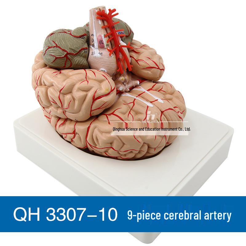 Цинхуа 4D модель анатомии человеческого мозга и цереброваскулярной системы для медицинского образования