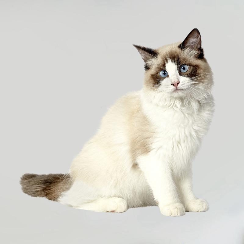 Три кошки RC035 Аниме Собака Рагдолл Наклейка Водонепроницаемая ПВХ Декор Дверь Гостиная Детская Комната