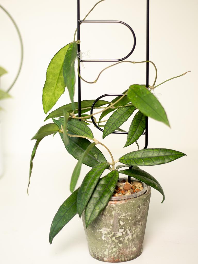 Black Metal Support for Climbing Plants Portale 60cm - Modern Ladder for Flowers and Pots, Support Frame for Monstera and Hoje