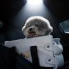 Кровать-автокресло для кошек из дышащей водонепроницаемой ткани для маленьких питомцев, комфорт в путешествии
