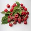 50 Wild Raspberry Seeds