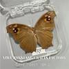 Premium Insect Specimen Collection – Real Framed Butterflies, Beetles For Science Education & Home Decor
