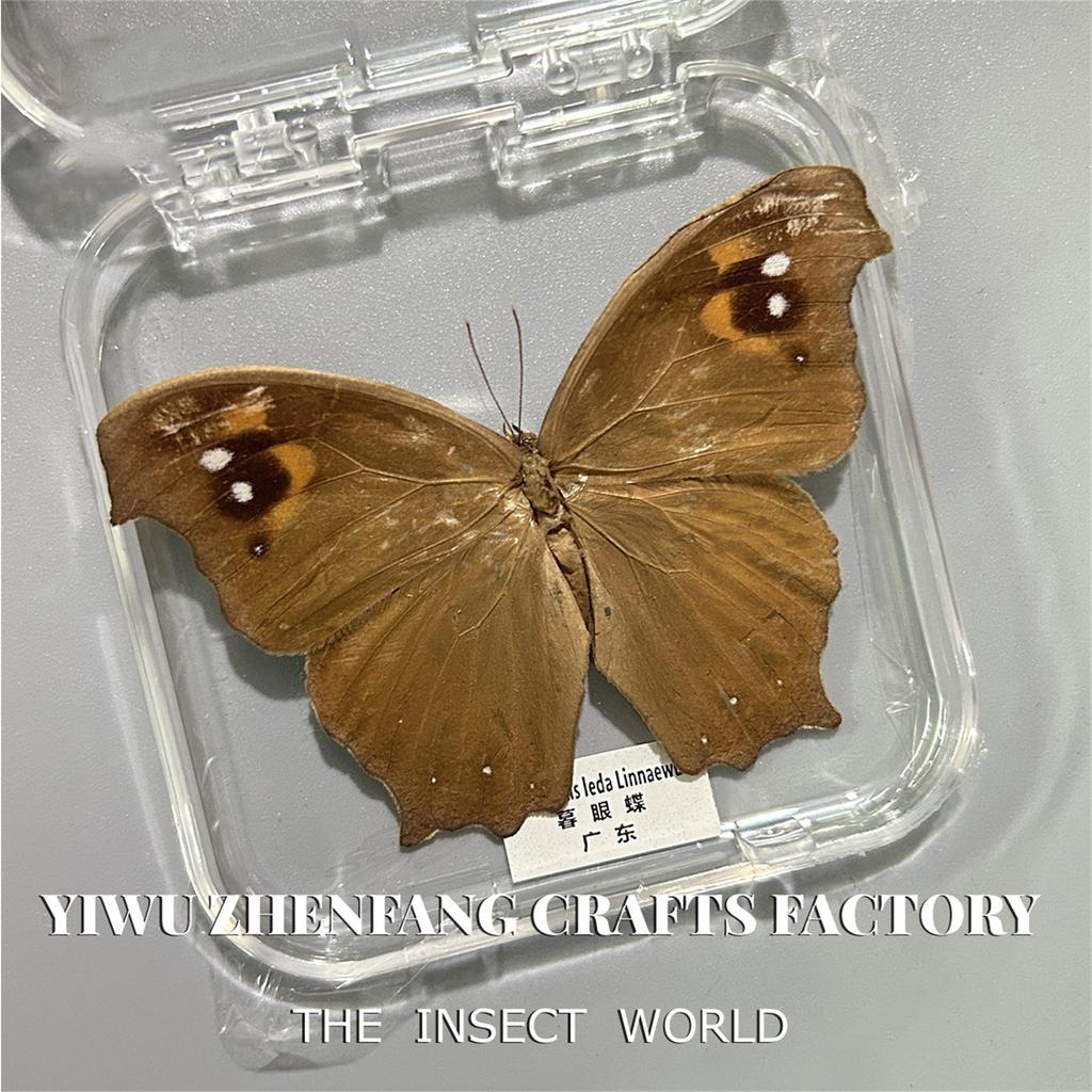 Premium Insect Specimen Collection – Real Framed Butterflies, Beetles For Science Education & Home Decor