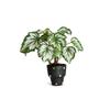 Rotating To Luck Artificial Plant Refrigerator Magnet Rotatable Feature Fridge Magnets  Home Office