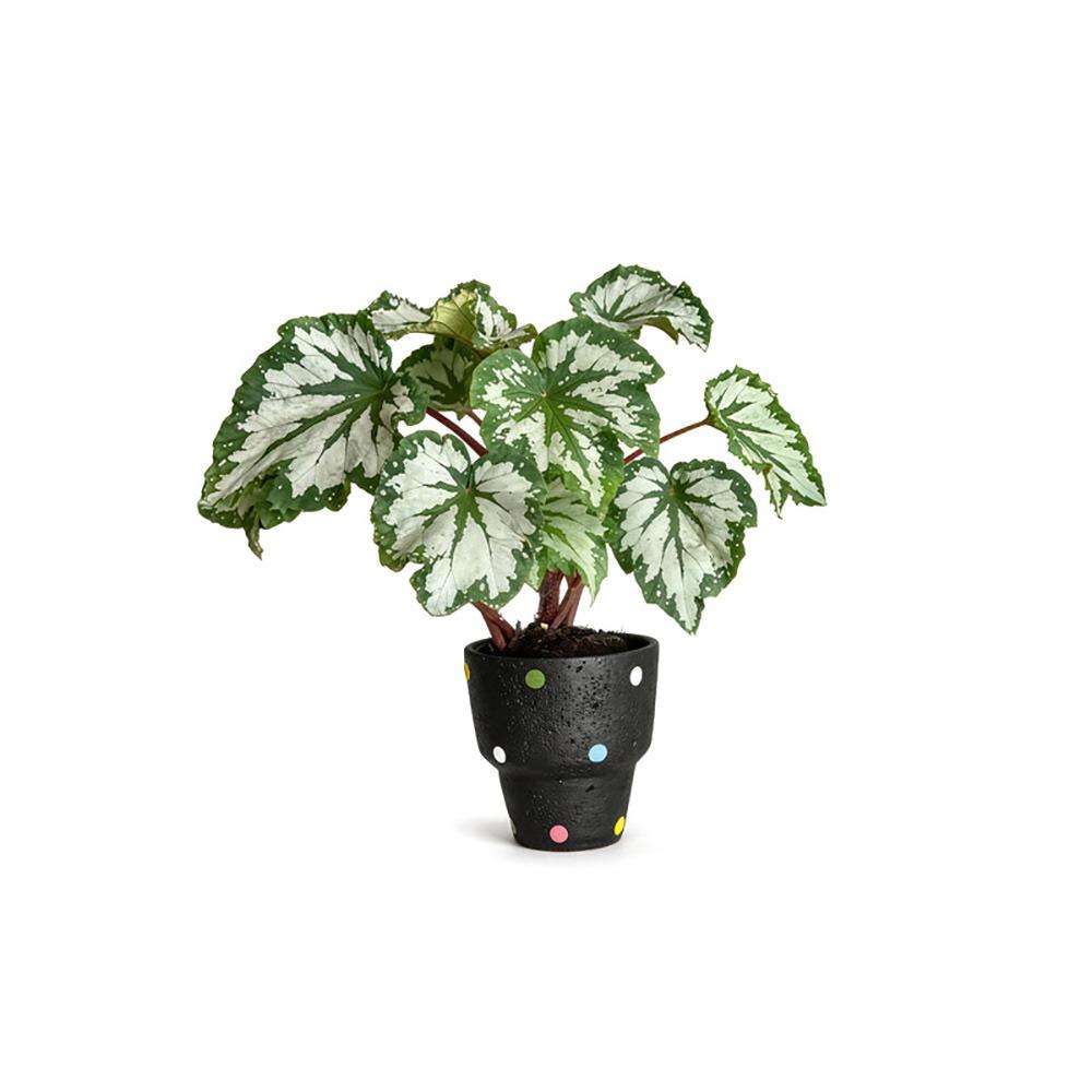 Rotating To Luck Artificial Plant Refrigerator Magnet Rotatable Feature Fridge Magnets  Home Office