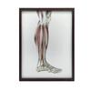 Mięśnie Podudzia Prawiej Kończyny Dolnej - Widok Boczy (Norma Lateralis) - Plakat Anatomiczny Mięśnie Podudzia Prawiej Kończyny Dolnej - Widok Boczy (