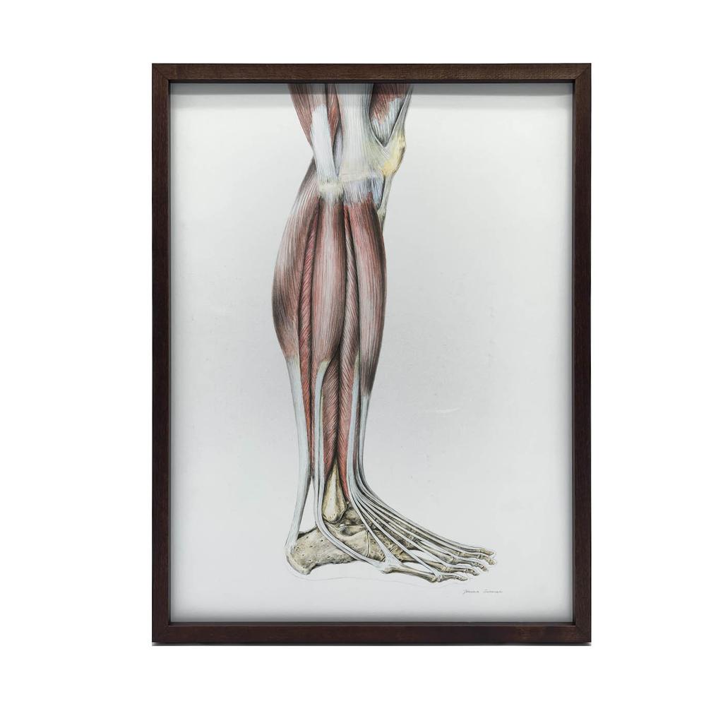 Mięśnie Podudzia Prawiej Kończyny Dolnej - Widok Boczy (Norma Lateralis) - Plakat Anatomiczny Mięśnie Podudzia Prawiej Kończyny Dolnej - Widok Boczy (