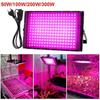 Full Spectrum LED Plant Growth Lamp with Calcium Supplement Feature