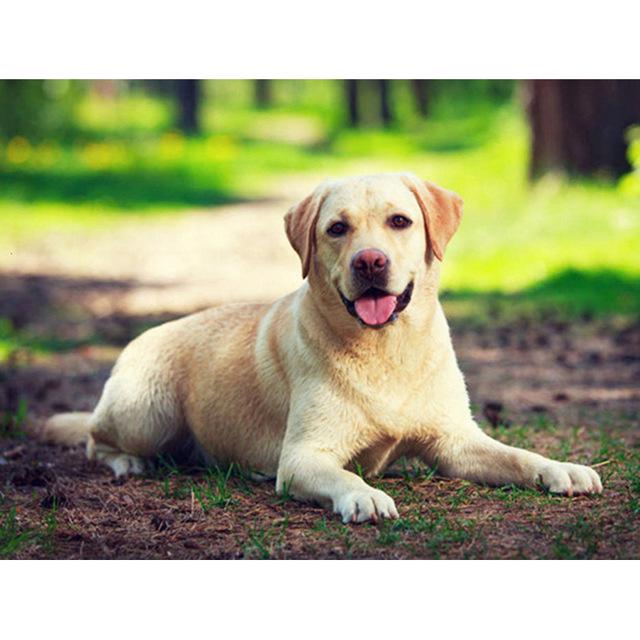 DIY 5D Алмазная картина Собака Милый питомец Вышивка крестом Алмазная вышивка Животное Мозаика Полный дрель Круглый