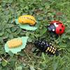 Material Chicken Butterfly Growth Cycle Plastic Models Action Figures Growth Cycle Model Simulation Animals Life Cycle Figurine