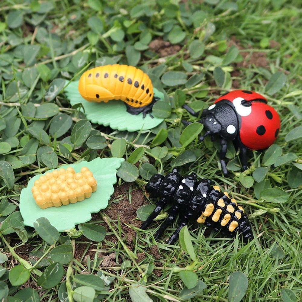 Material Chicken Butterfly Growth Cycle Plastic Models Action Figures Growth Cycle Model Simulation Animals Life Cycle Figurine