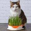 Seed Sprouter Tray Soil-Free Seedling Cat Grass Sprout Plate Hydroponic Plant Pots Pet Cat Sprout Dish Growing Pot Garden Supply