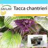 Gift Set - Black Bat Flower - 10 Seeds - With Gift Box, Card, Label and Potting Substrate - Tacca Chantrieri