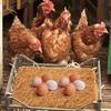 1 шт. Толстый моющийся имитация газона коврик для курятника прочный комнатный коврик для кладки яиц для курятников задних дворов садов для домашних животных