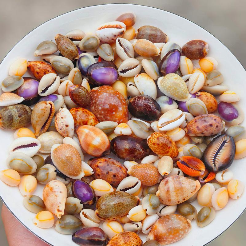 Natural small conch shells, (1.5-5 cm) 500g, snail specimens, fish tank aquarium landscaping, creative home collection ornaments, decorations