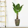 Self-adhesive Green Plant Potted Wall Sticker Waterproof Wallpaper Decoration Mural  Office