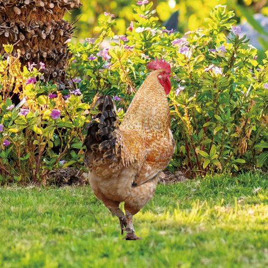 2 шт. садовые колышки акриловая скульптура петуха ручной росписи садовые фигурки курица садовые колышки декоративная скульптура курицы для уличного газона