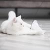 Игрушка-дразнилка для кошек с прочной присоской, интерактивная палочка для снятия скуки, креативные привлекательные игрушки для кошек, товары для домашних животных для дома