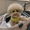 Pet Glasses For Small Cat Pet Products Cat  Eye-Wear Cat Sunglasses Cat Glasses Pets Party Decor
