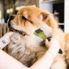 Open-knot comb, long-haired cat combing brush, comb, pet dog and dog special hair removal combing artifact, thinning