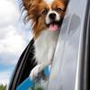 Подушка для автомобильного окна собаки из пены, Мягкий подбородок для комфортных поездок в машине, Длина 25 см/9,84 дюйма, Синий,