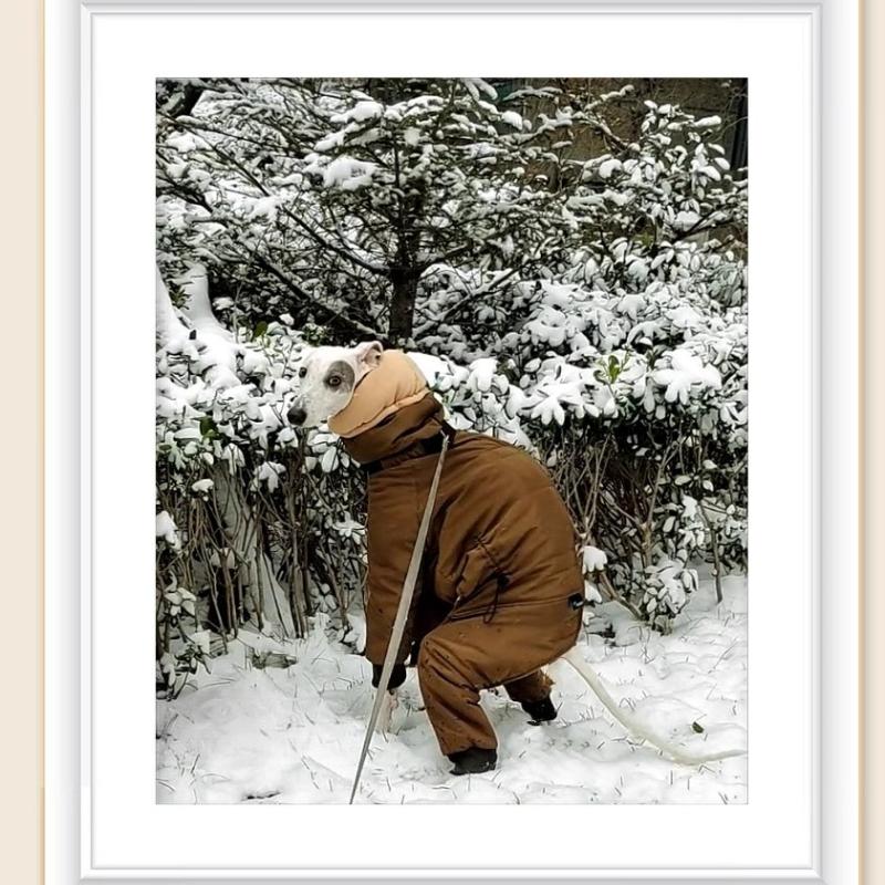Winter Dog Clothes Windproof Warm Dogs Clothing Large Pet Dog Coat Overalls Accessories Jumpsuit Skinny Dog Greyhound Product