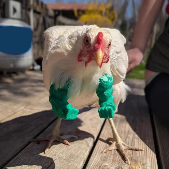 Игрушки-имитации куриных лап для домашних кур. Дизайн с поднятым средним пальцем, сжатым в кулак