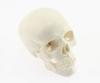 Skull Model with Movable Jaw and Art Drawing Olive-G Palm-Sized Joint, Instructions,