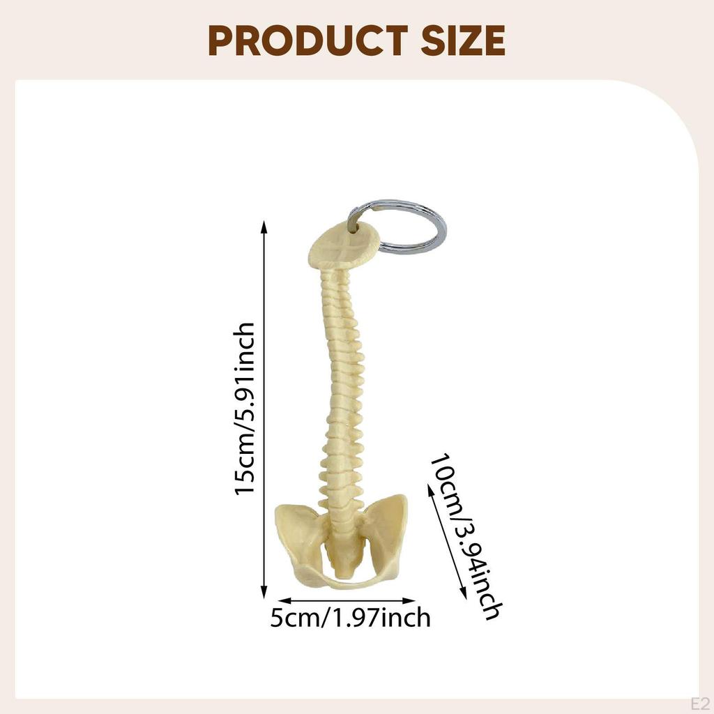 Брелок для ключей "Позвоночник человека", подвеска для сумки, ПВХ, 15 см, ручная работа, маленький, легкий, биология, подвеска для ключей