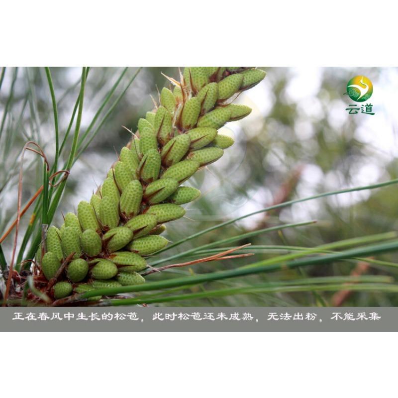 Yunnan Organic Pine Pollen Powder 99% Broken Cracked Cell Wall (wild Harvested)